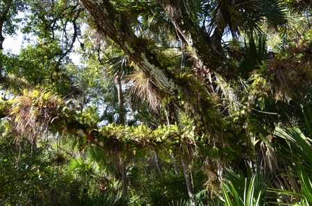 Resurrection ferns, lichen and tillandsias